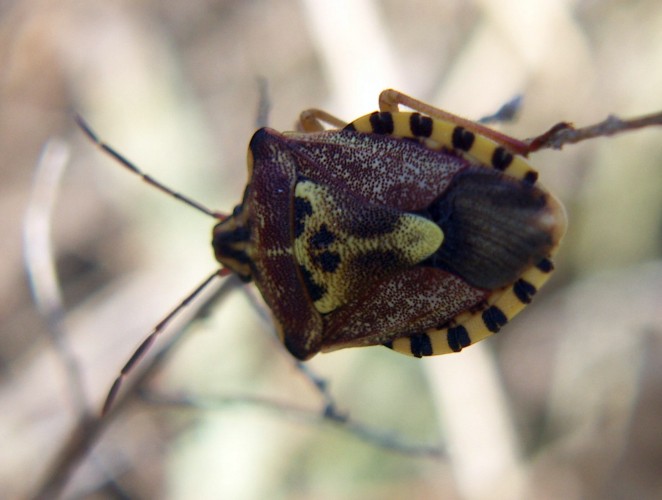 Spagna: La regione  de Monegros, paradiso entomologico